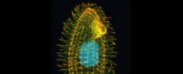 immagine di Tetrahymena thermophila